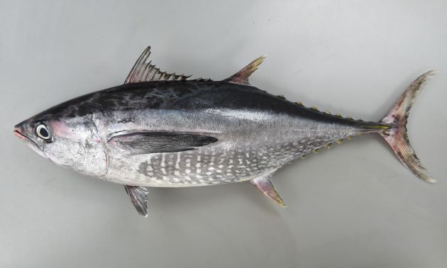 �����Ȃ��܂���̎ʐ^